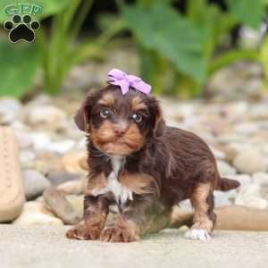 Bon Bon, Yorkie Poo Puppy